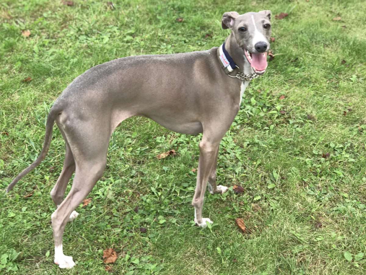 deer food (ディアフード) 厚岸町のエゾ鹿肉販売 Logo