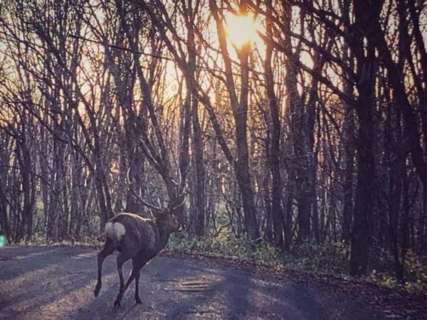 deer food (ディアフード) 厚岸町のエゾ鹿肉販売 Logo